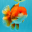 MARIO AAA Grade Red White Oranda Male 5.5 inches #030626OR_20