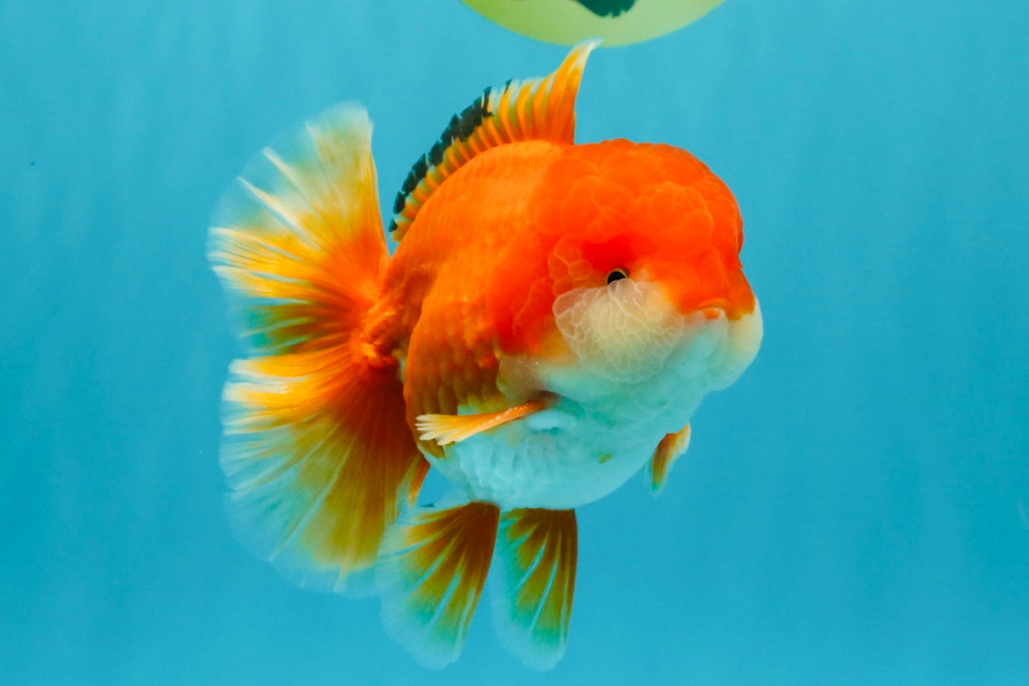 MARIO AAA Grade Red White Oranda Male 5.5 inches #030626OR_20