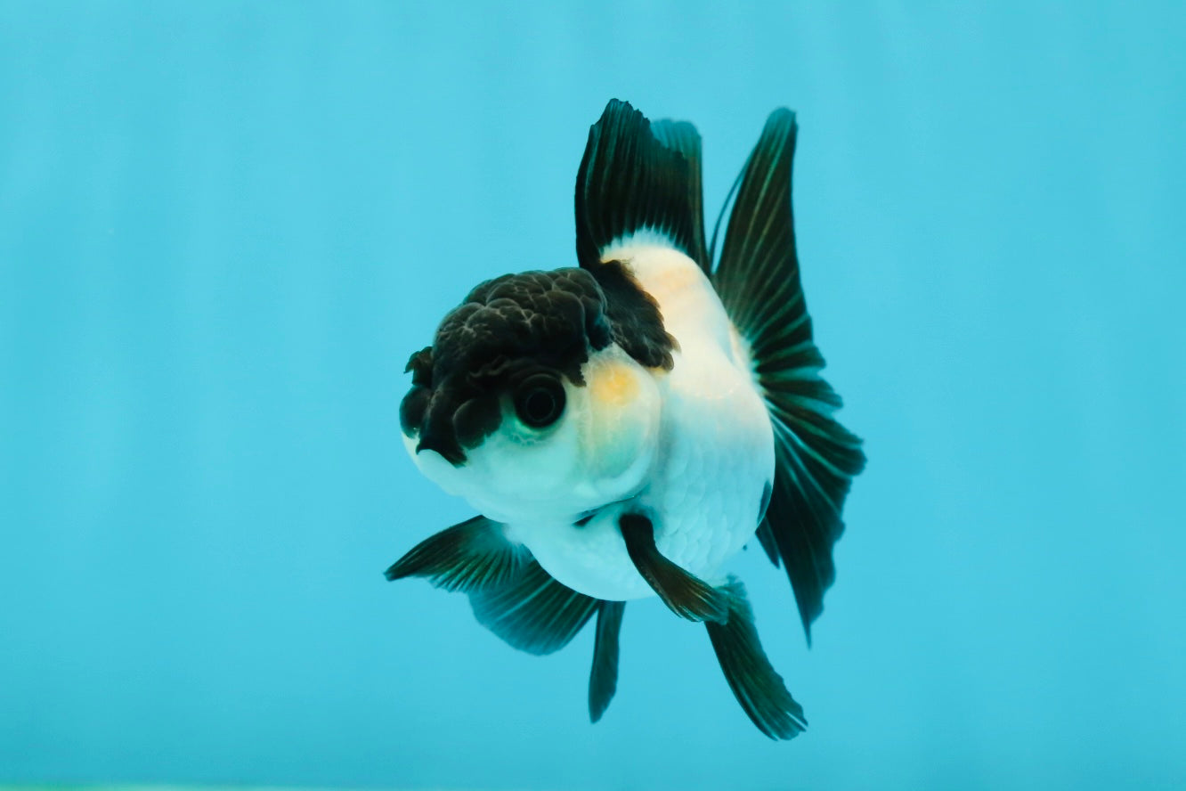 Panda Oranda Female 3.5 inches #1004OR_24