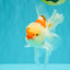 A Grade Red White Oranda Male 5.5-6 inches #082126OR_04