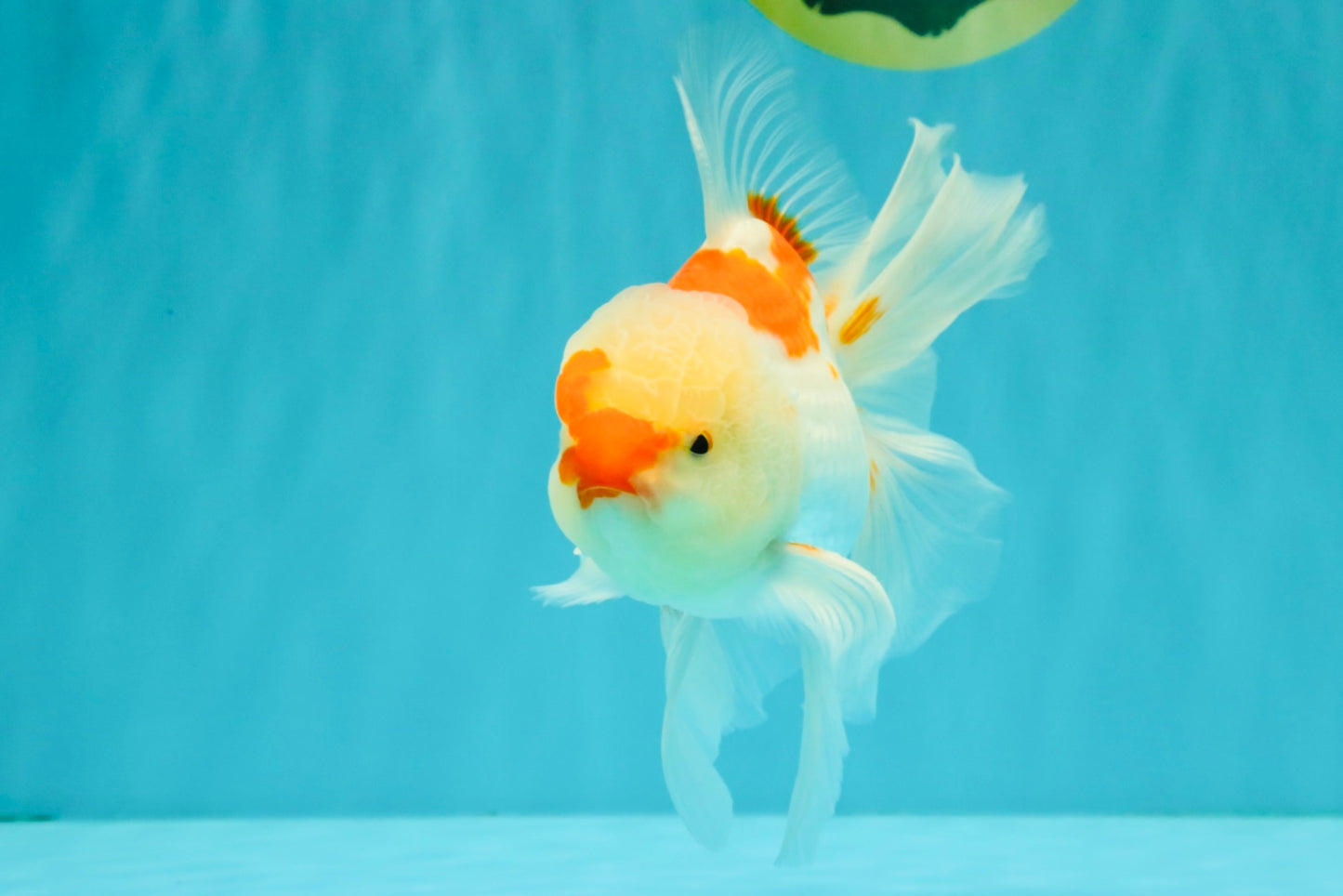 A Grade Red White Oranda Male 5.5-6 inches #082126OR_04