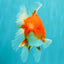 CHUNKY A Grade Cherry Blossom Red White Oranda Male 5.5 inches #061926OR_25