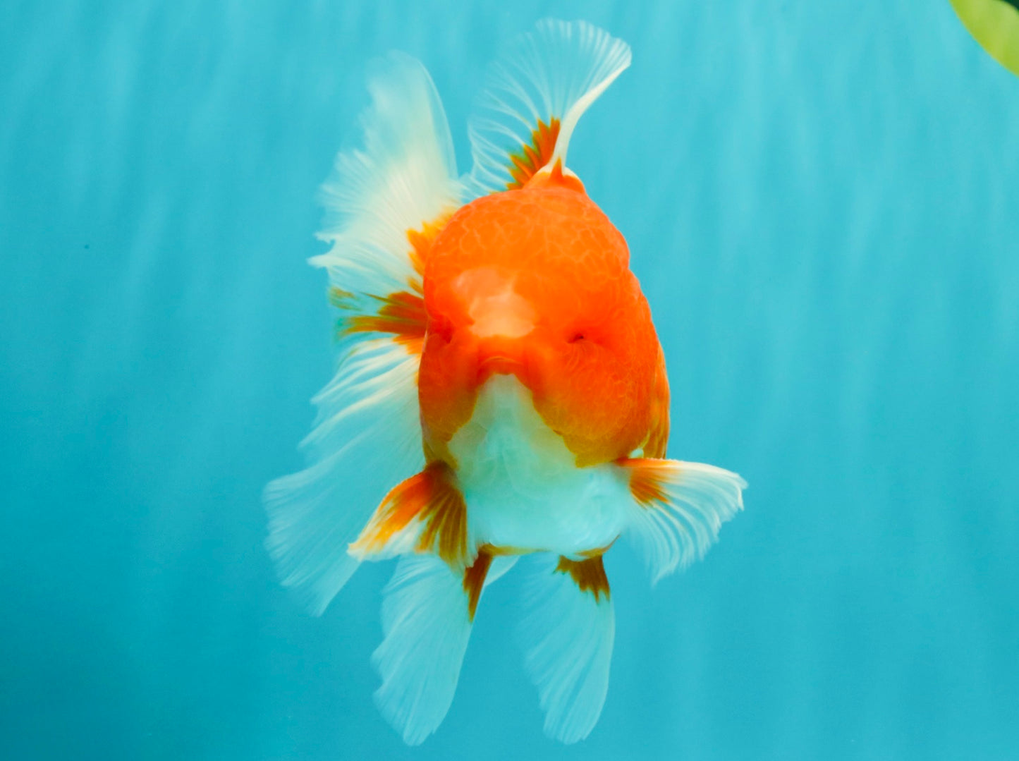 CHUNKY A Grade Cherry Blossom Red White Oranda Male 5.5 inches #061926OR_25