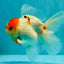 A Grade Tancho Sakura Oranda Male 5.5-6 inches #070626OR_15