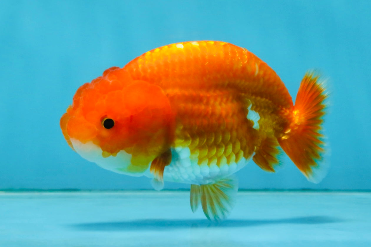 A Grade Red White LionQueen 4 inches #121225LC_09