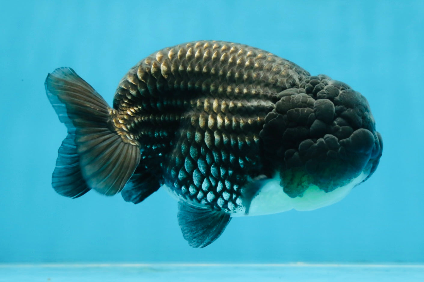 A Grade Black Blue LionKing 5 inches #103125LC_12