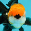 A Grade Tricolor Black Nose Oranda Male 5 inches #111524OR_22