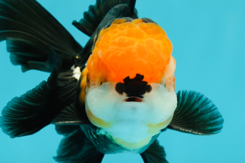 A Grade Tricolor Black Nose Oranda Male 5 inches #111524OR_22