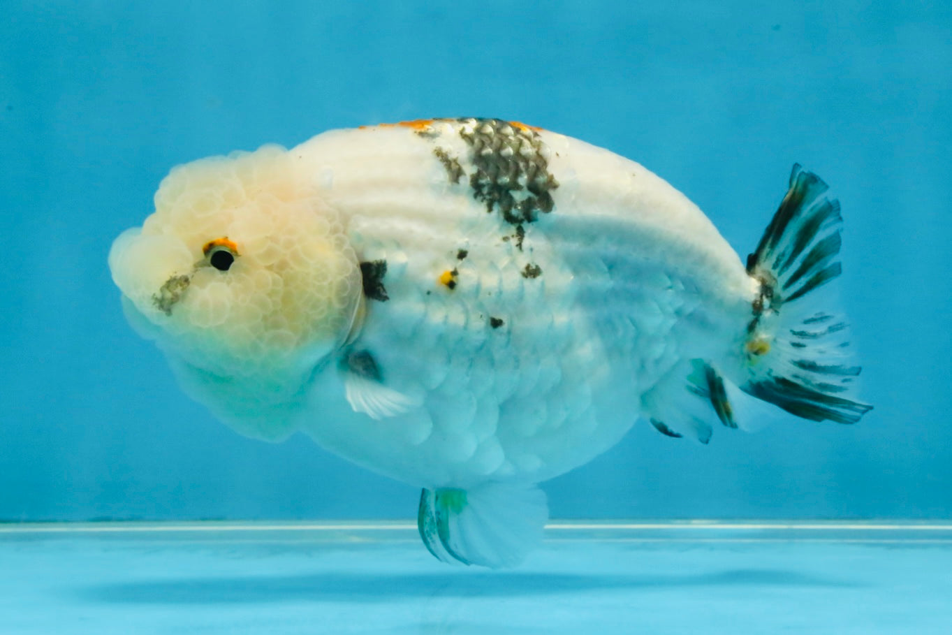 White Sakura LionChu Female 5 inches #121925LC_06