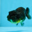 Black Lionchu Female 3.5 inches #0906LC_11