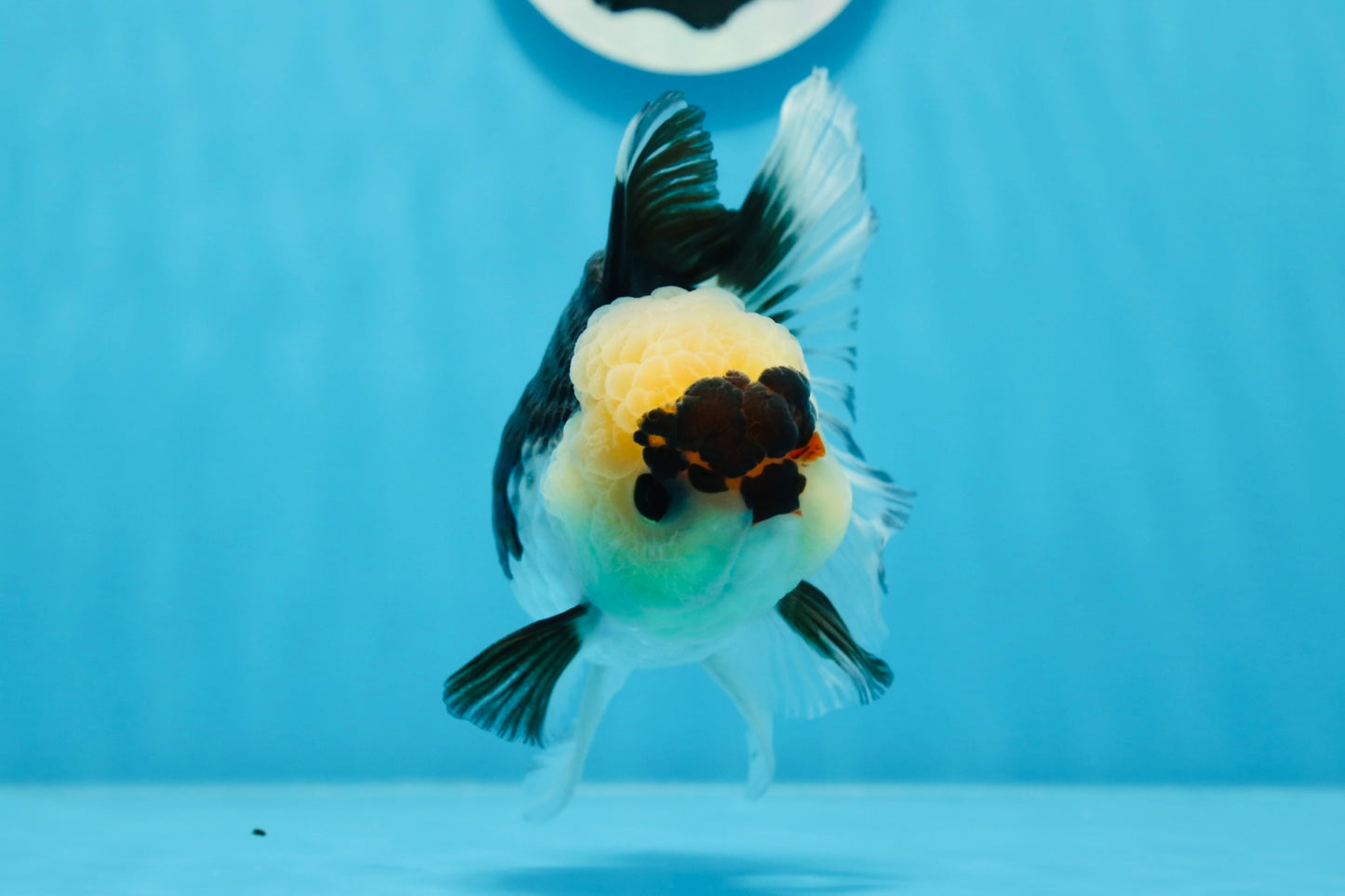 A Grade Wolverine Tricolor Oranda Female 4.5-5 inches #0830OR_03