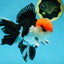 AAA Grade Tricolor Oranda Male 6 inches #052325_12