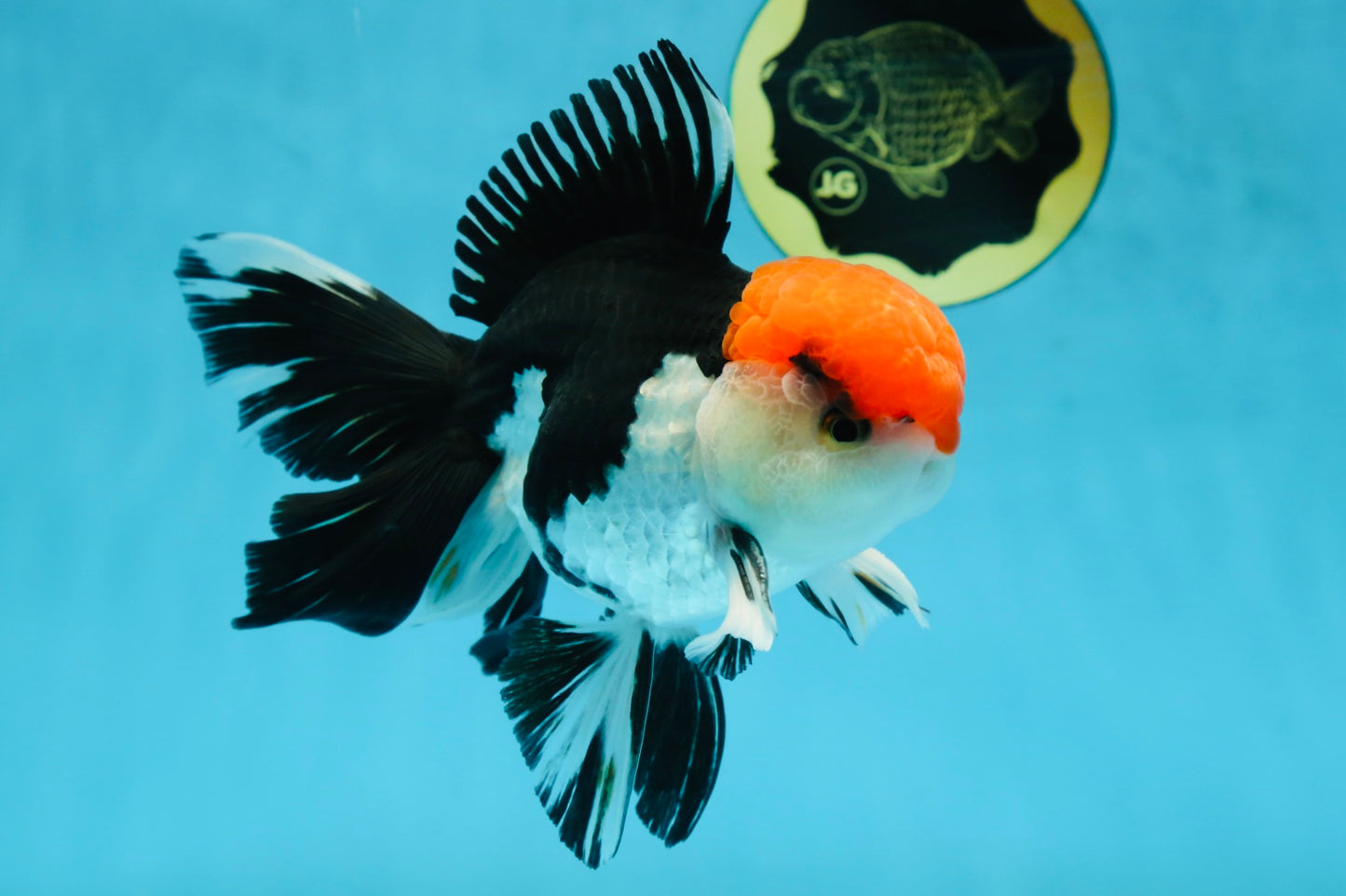 AAA Grade Tricolor Oranda Male 6 inches #052325_12