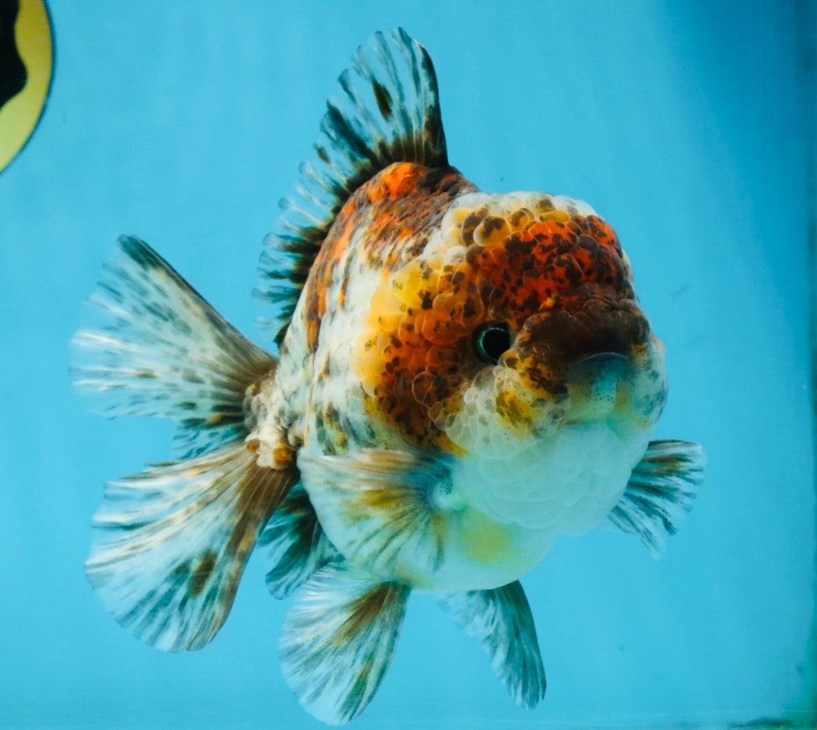 CHONKY A Grade Kirin Oranda Male 5.5 inches #121925OR_13
