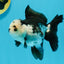 Panda Oranda Female 4.5 inches #112924OR_14