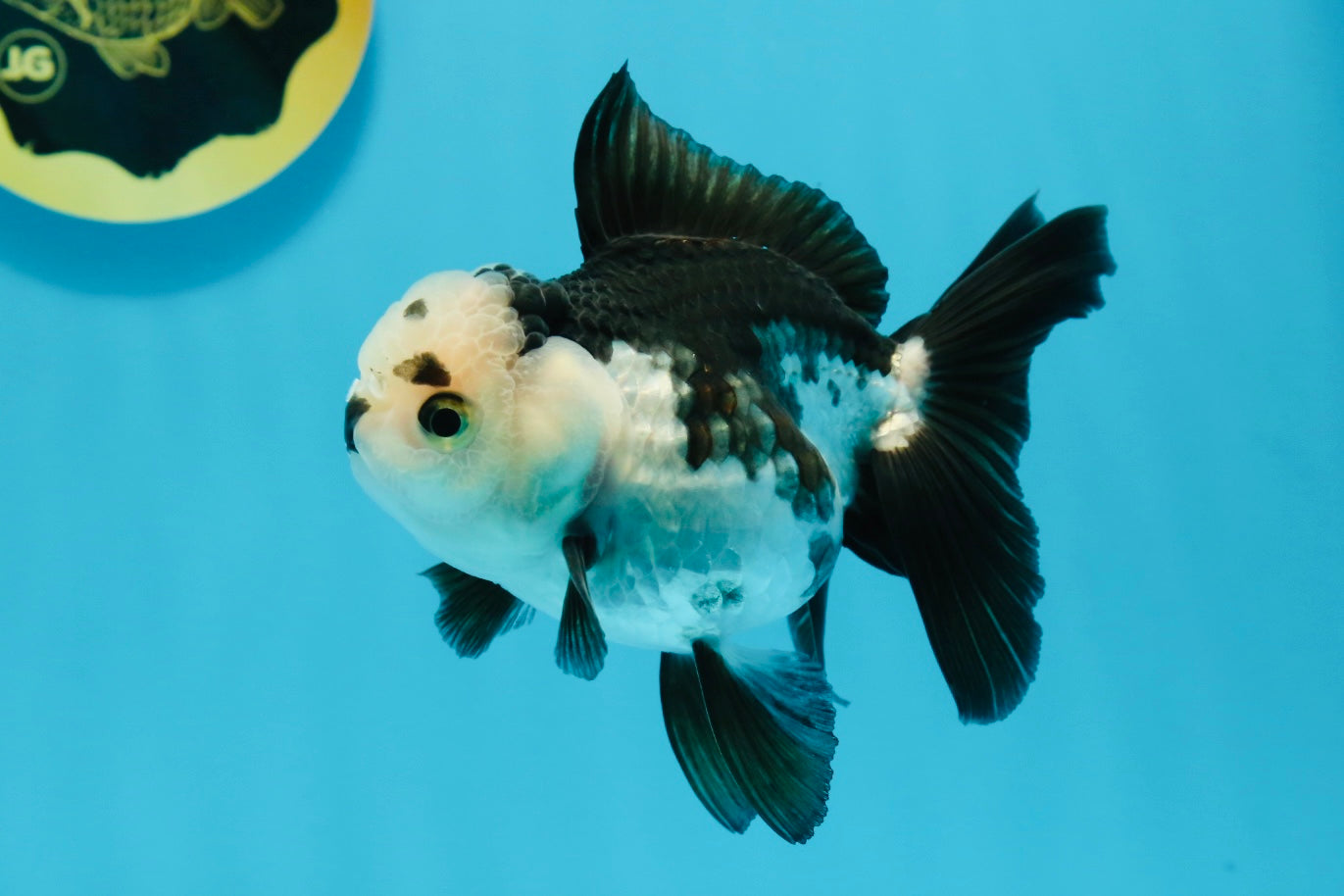 Panda Oranda Female 4.5 inches #112924OR_14