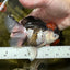 A Grade Red Head Tricolor Oranda Female 5 inches #112224OR_16