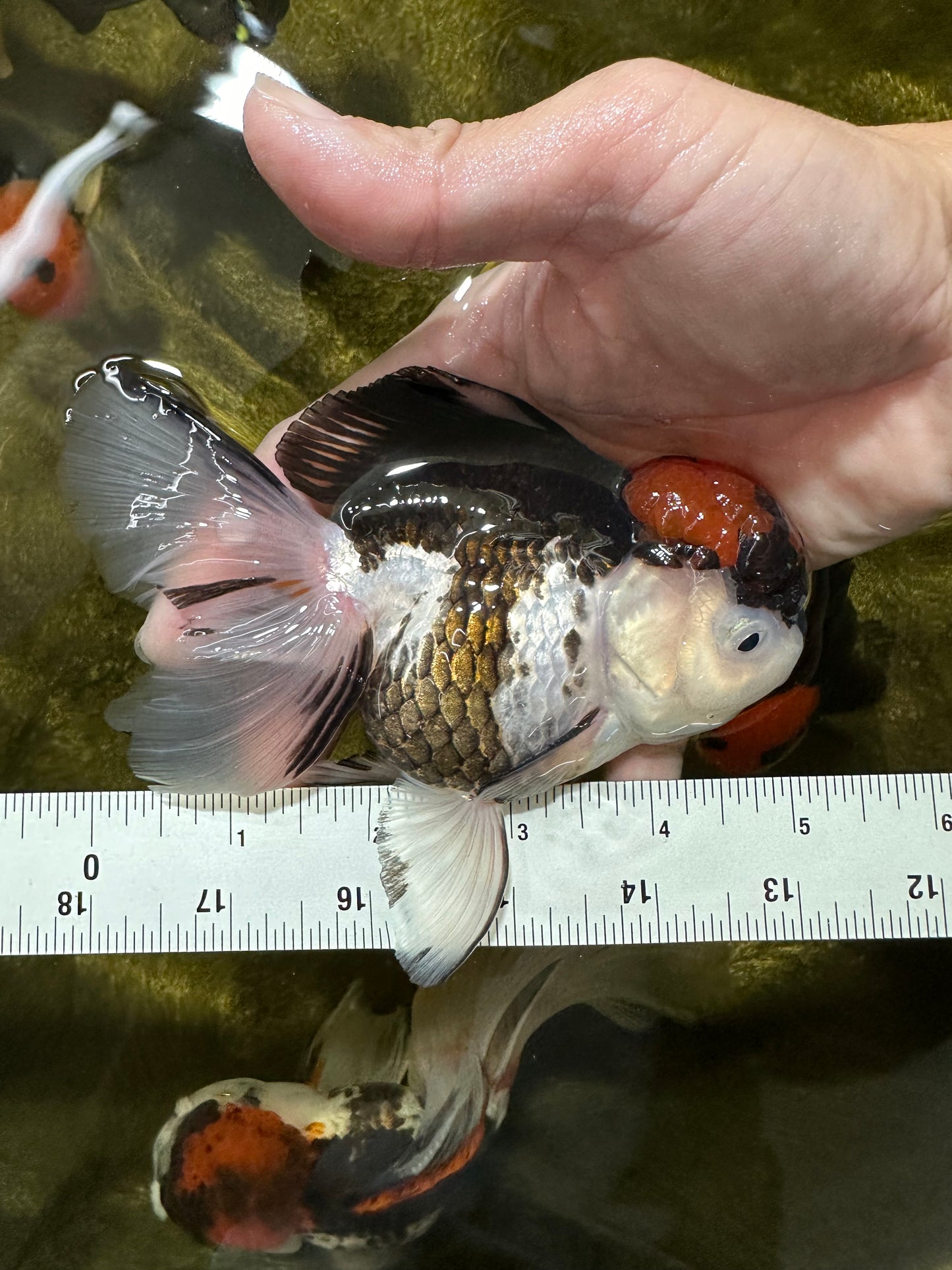 A Grade Red Head Tricolor Oranda Female 5 inches #112224OR_16