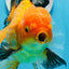 AAA Grade Black Gold (Apache) Oranda Male 7 inches #0712OR_16