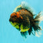 CHUNKY AAA Grade Broadtail Kirin Tiger Oranda Male 7-7.5 inches #080726OR_02