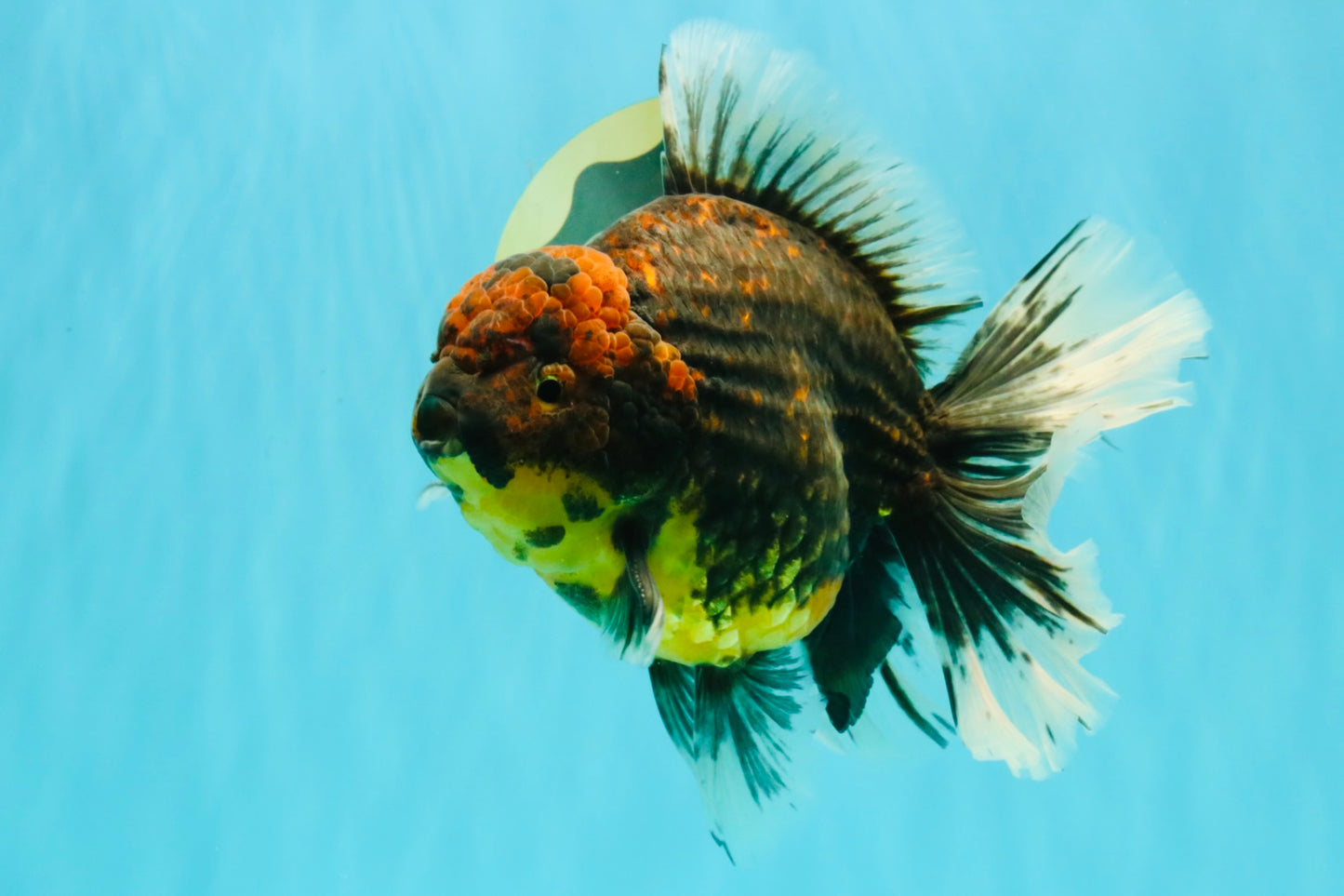 CHUNKY AAA Grade Broadtail Kirin Tiger Oranda Male 7-7.5 inches #080726OR_02
