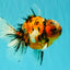A Grade Beautiful Marble CalicoOranda Male 6-6.5 inches #061926OR_21