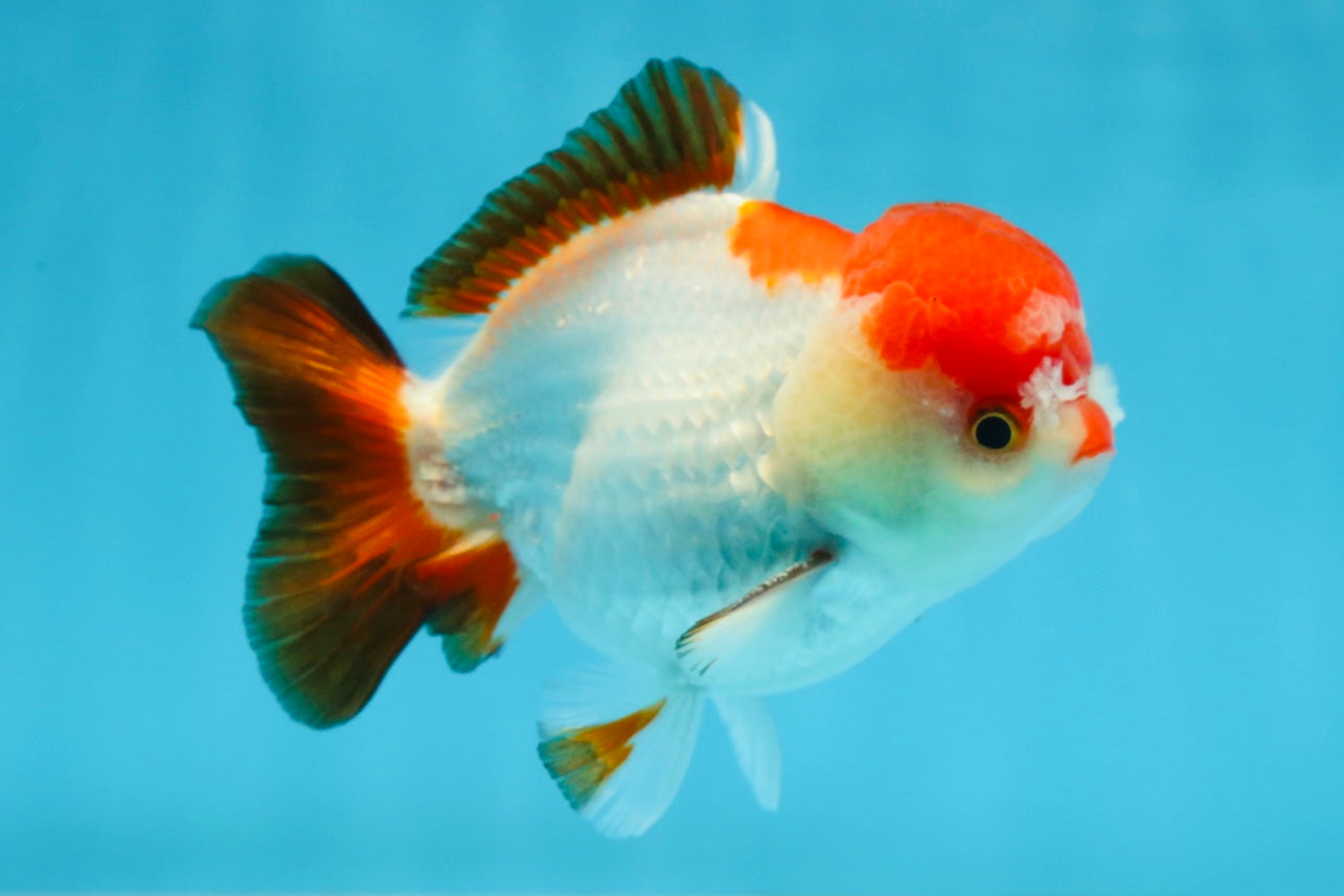 A Grade Pompom Tricolor Yuanbao Male 4 inches #071125YB_17