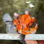 AAA Grade Jumbo Body Marble Sakura Oranda Male 6.5-7 inches #062626OR_02