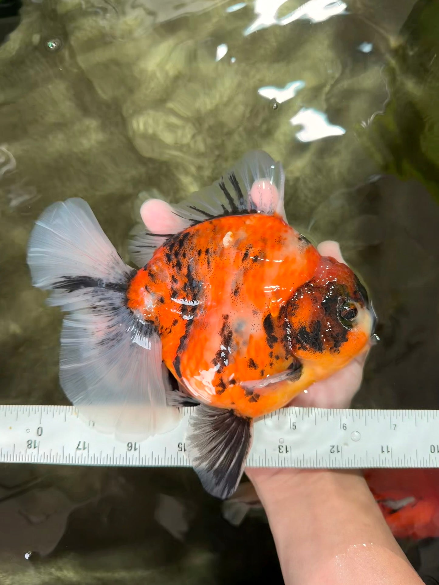 AAA Grade Jumbo Body Marble Sakura Oranda Male 6.5-7 inches #062626OR_02