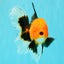 UNIQUE AAA Grade Apache Oranda Male 6 inches #101626OR_07