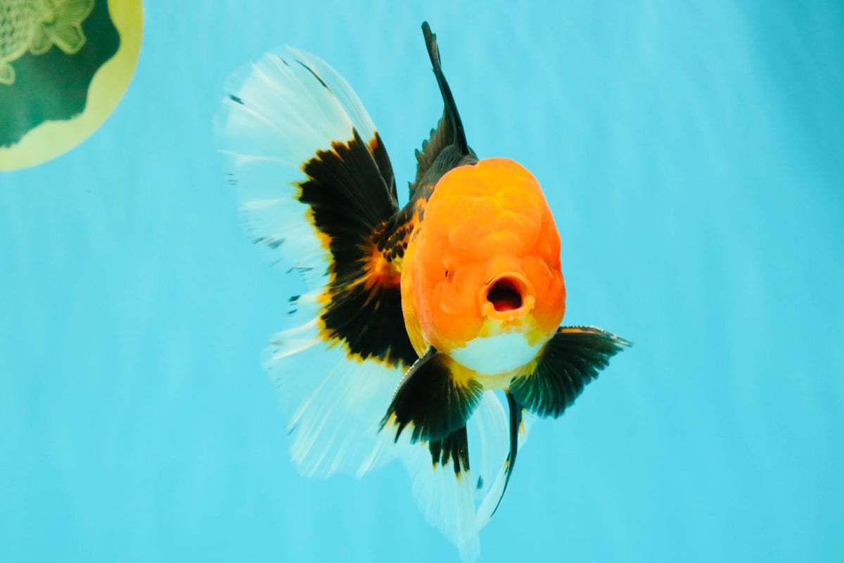 UNIQUE AAA Grade Apache Oranda Male 6 inches #101626OR_07