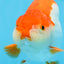 AAA Grade Red White Strong Body Structure Ranchu Male 4.5-5 inches #0712RC_05