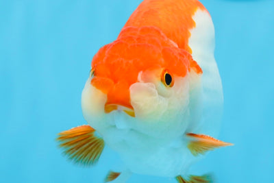 AAA Grade Red White Strong Body Structure Ranchu Male 4.5-5 inches #0712RC_05