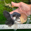 AAA Grade Lemonhead Panda Button Eyes Oranda Male 5.5-6 inches #1011OR_02