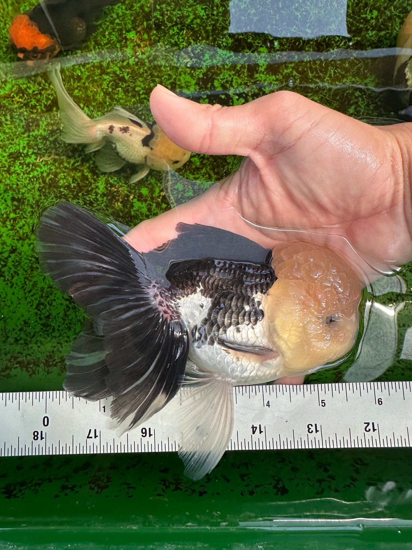 AAA Grade Lemonhead Panda Button Eyes Oranda Male 5.5-6 inches #1011OR_02