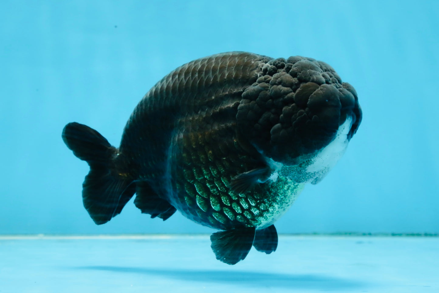 AAA Grade Black Strong Body Structure LionQueen 5.5 inches #101725LC_21