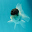 Black Tancho Panda Oranda Female 3.5 inches #110124OR_07