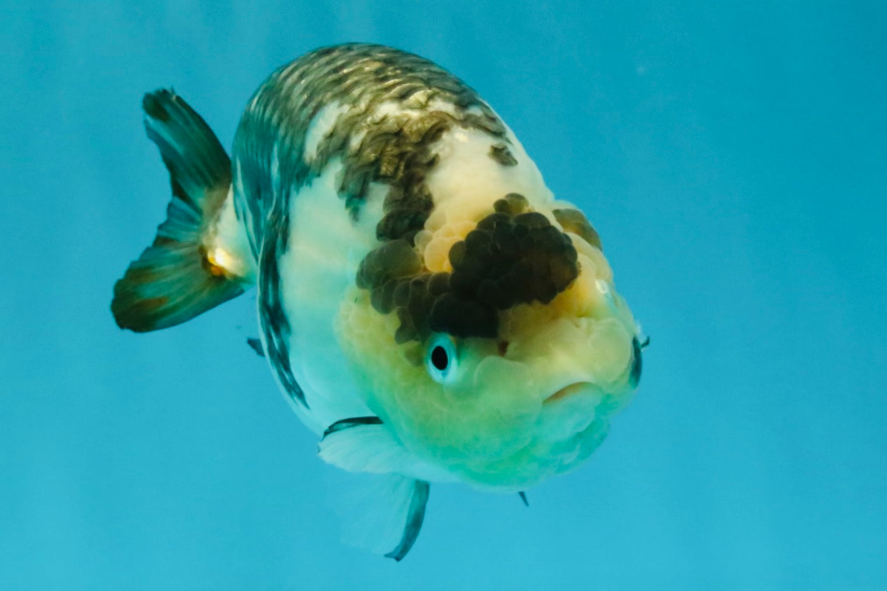 Chinese Milk Cow Ranchu Female 5.5-6 inches #031326RC_13