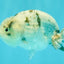 A Grade White Tiger LionQueen 4 inches #082126LC_31