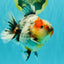 UNIQUE A Grade Calico Oranda Female 5.5 inches #073126OR_21
