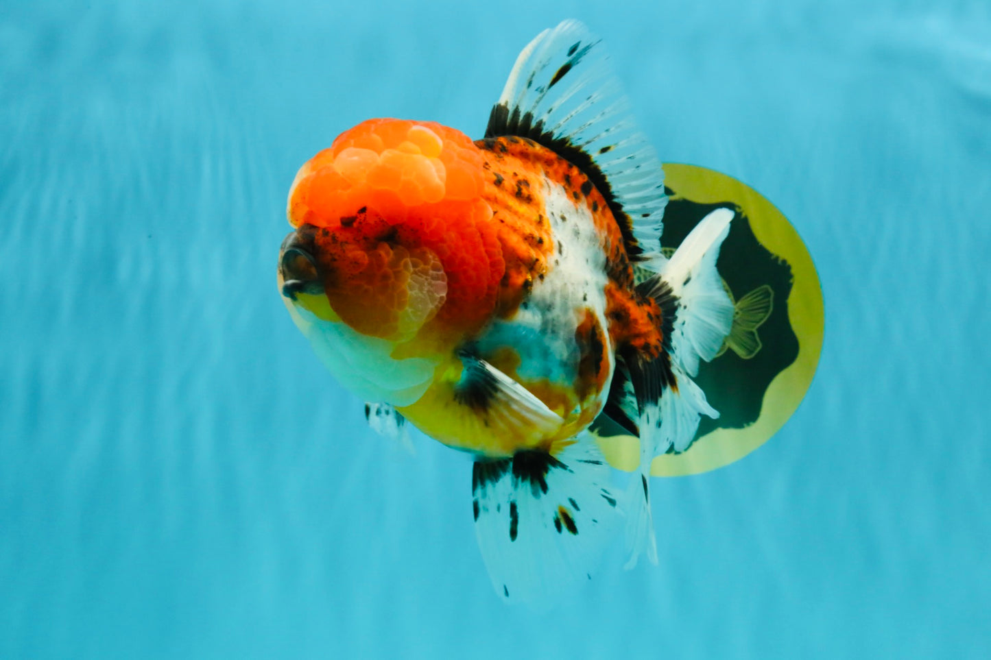 A Grade Calico Oranda Female 6-6.5 inches #022726OR_15