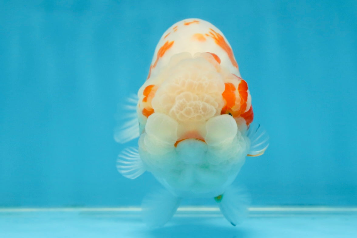 BEAUTY A Grade Kohaku Sakura LionQueen 5.5  inches #102425LC_08