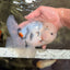 CHONKY A Grade Marble Oranda Male 5.5-6  inches #042426OR_09