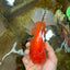 AAA Grade Young Godzilla Red White  Oranda Male 6-6.5 inches #081525OR_10