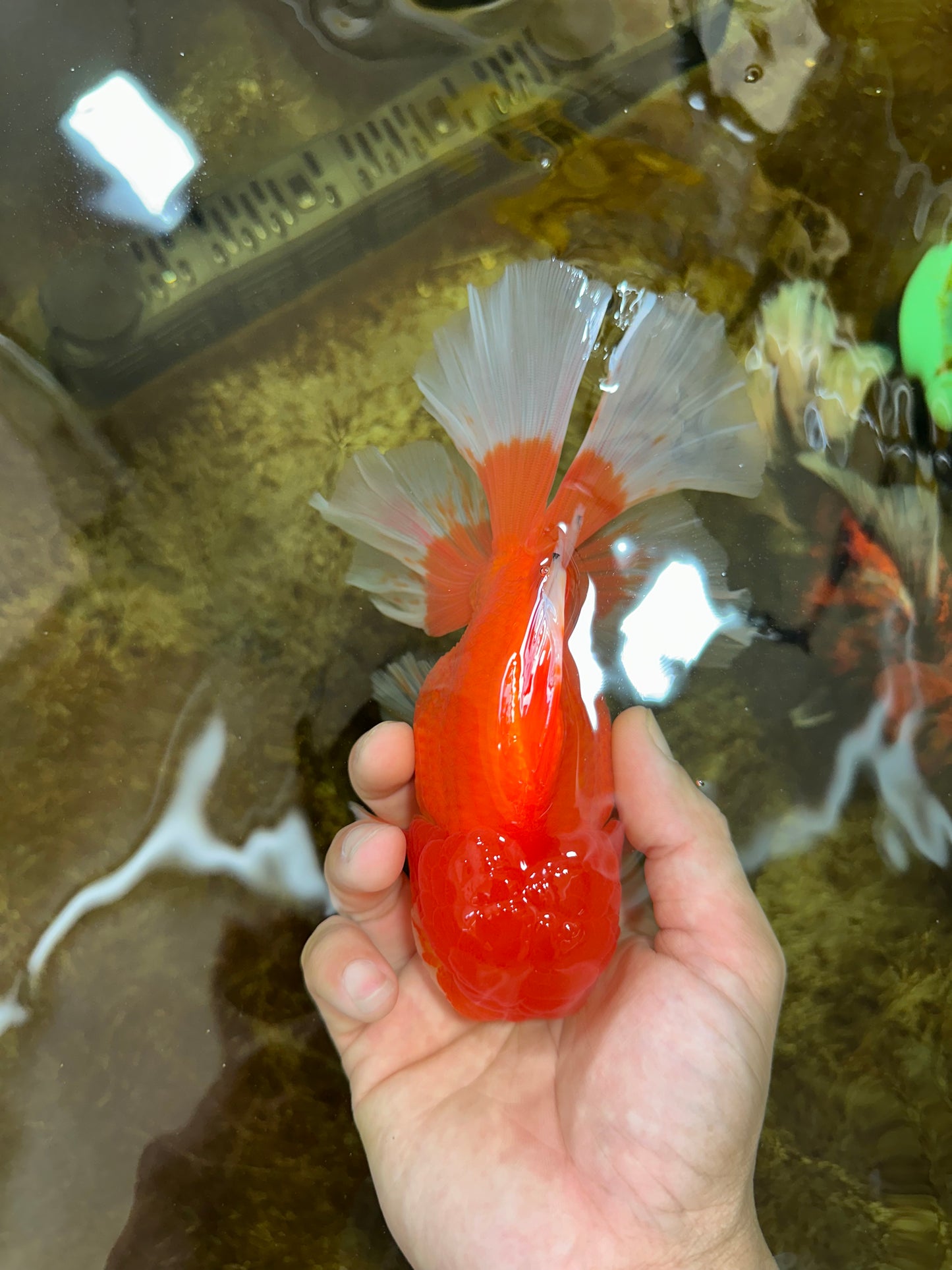 AAA Grade Young Godzilla Red White  Oranda Male 6-6.5 inches #081525OR_10