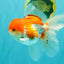 MARIO A Grade Red White Oranda Male 5.5-6 inches #101626OR_10
