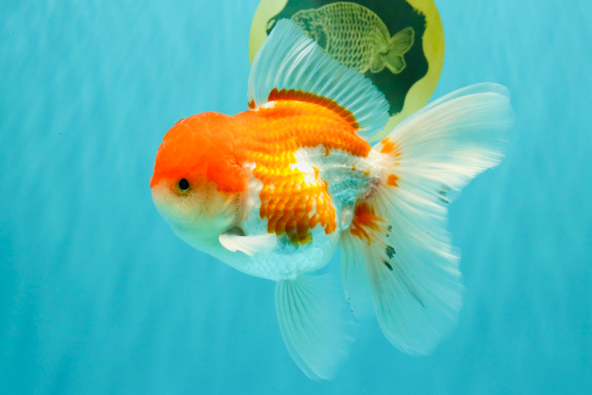 MARIO A Grade Red White Oranda Male 5.5-6 inches #101626OR_10