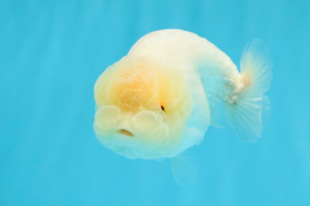 SUPER CUTE A Grade White LionQueen Female 4.5 inches #041026LC_17