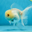 White Beauty Oranda Male 4.5-5 inches #071125OR_14
