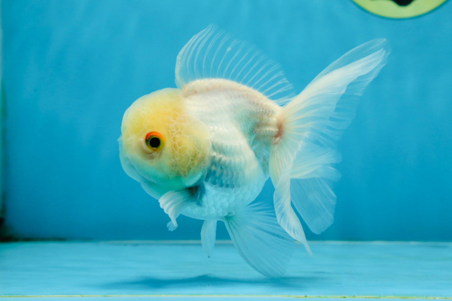 White Beauty Oranda Male 4.5-5 inches #071125OR_14